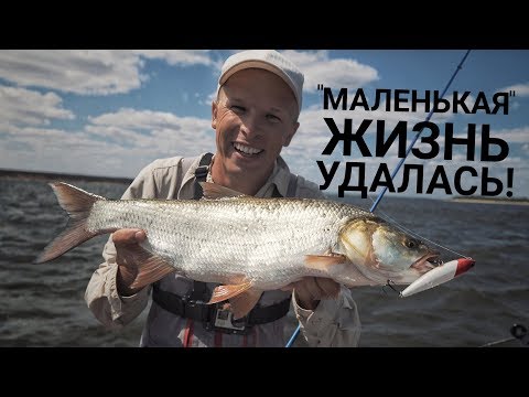 Видео: "Белая" история.  Язь и жерех, крэнк и уокеры.