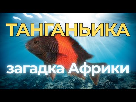 Видео: Тайны Танганьики ¬- Удивительный Подводный Мир Африки