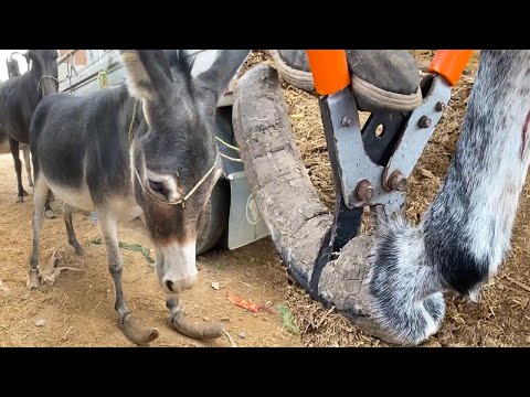 Видео: Спасите осла, подвергшегося насилию со стороны хозяина! Его копыта удивительно длинной в один метр!