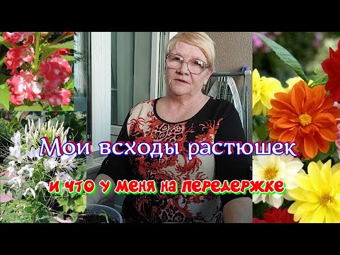 Видео: Готовлю растюшки к высадки в грунт.