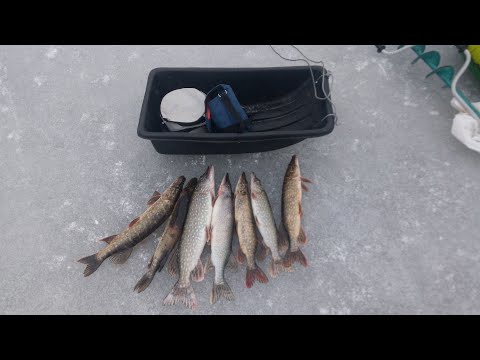 Видео: Зимняя щука на жерлицы