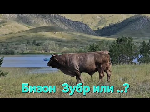 Видео: Восточный Изумруд Казахстана - Тысяча Озер?