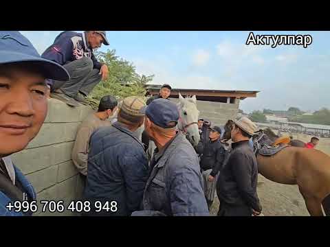 Видео: Бүгүн 16 сентября 2025  #жылкыбазар #атбазар #арабскиелошади 