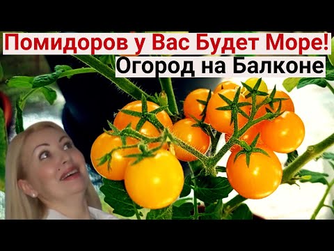 Видео: Срочно Дайте ЭТО Томатам, и Они Будут Расти Как Бешеные! Натуральная Подкормка Для Огорода На Окне.
