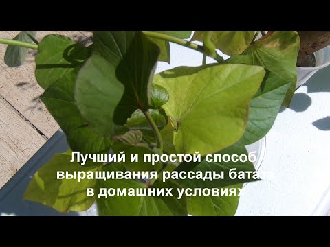 Видео: Как быстро и легко вырастить рассаду батата в домашних условиях. Какой способ лучше.