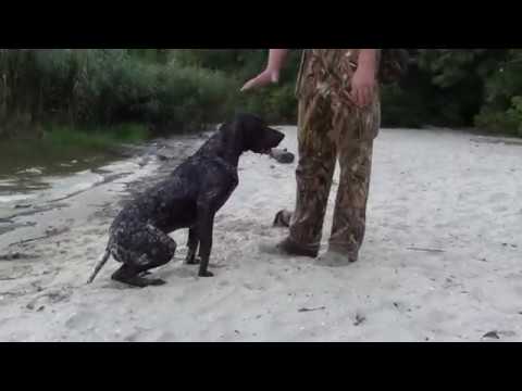 Видео: Охота с Курцхааром. Подача дичи из воды.  Тренировка