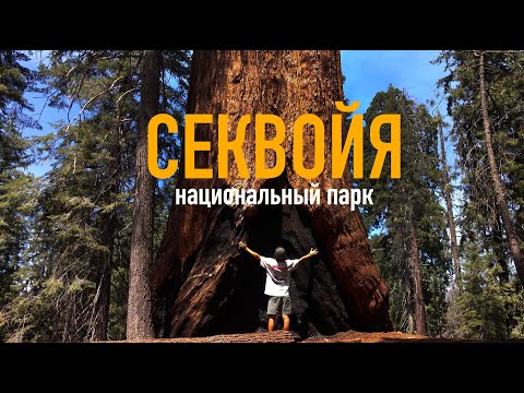 Видео: Путешествие по Калифорнии. Ночевка в американском трейлере и знакомство с Sequoia National Park.