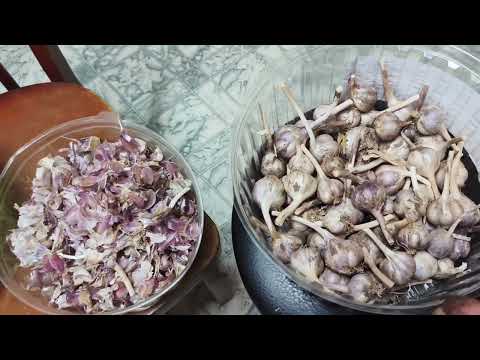 Видео: Встретила свекровь, чеснок и что из него получилось.