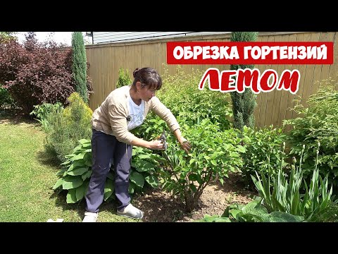 Видео: ОБРЕЗКА ГОРТЕНЗИЙ ЛЕТОМ. Для чего обрезать? Что срезать? И как черенковать с обрезков?
