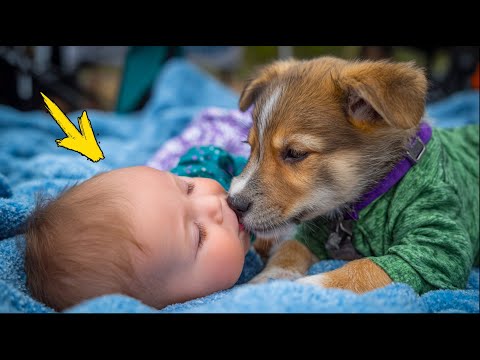 Видео: 6-месячный парализованный малыш заснул. То, что сделал щенок, шокирует!