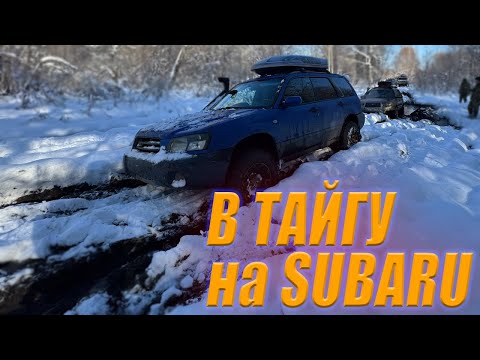 Видео: В ТАЙГУ на subaru forester
