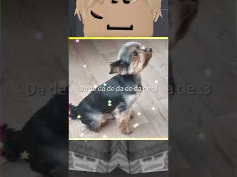 Видео: мой песик (~˘▾˘)~