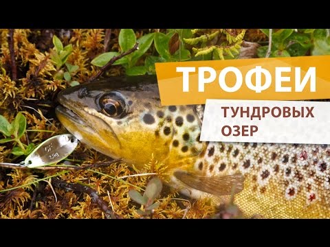 Видео: Рыбалка на Кольском. Безымянные озера в тундре