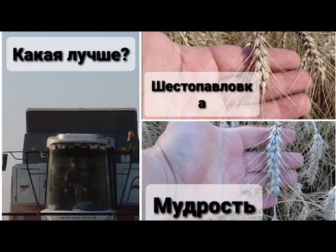 Видео: Какой сорт победит? Уборка семенной пшеницы 2021