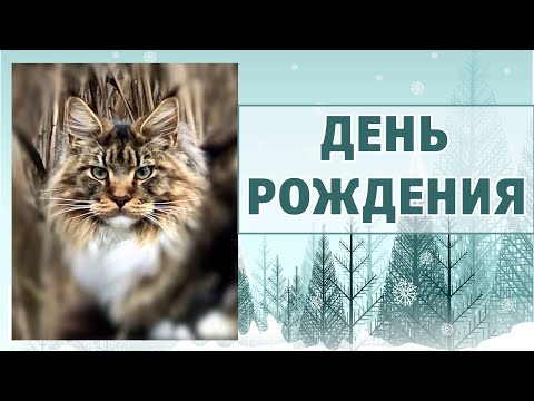 Видео: День рождения котят, история 43