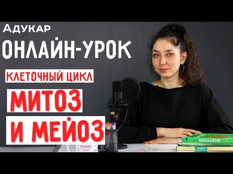 Видео: Клеточный цикл. Митоз и мейоз | Биология онлайн-урок