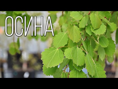 Видео: Осина: Шепчущее дерево | Интересные факты про растения
