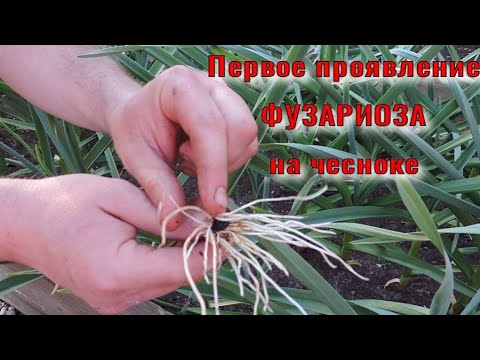 Видео: Фузариоз на чесноке - начальная стадия