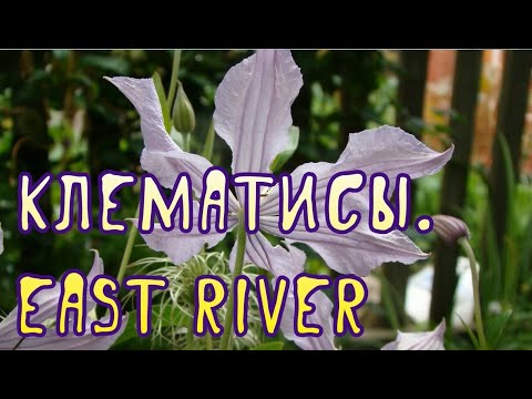 Видео: Клематисы. East River (Ист Ривер)