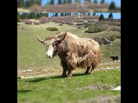 Видео: Сүт эмүүчүлөр классы.