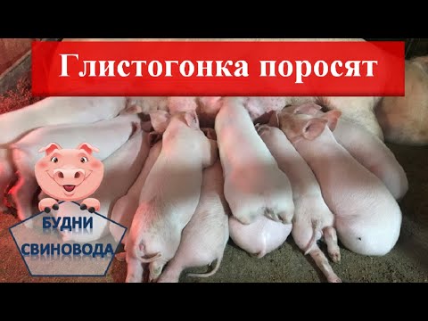 Видео: ГЛИСТОГОНКА ПОРОСЯТ// когда и какими препаратами проводим глистогонку поросятам//