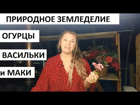 Видео: Огурцы в природном земледелии. Васильки и маки)