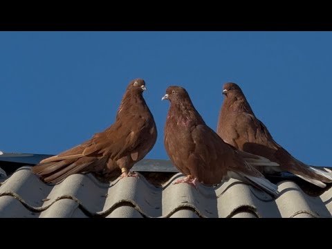 Видео: Красные 25.10.2025