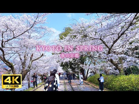 Видео: 【Прогулка по Японии в 4K】Весна в Киото — Прогулка по популярным местам цветения сакуры
