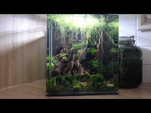 Видео: Мексиканский оранжевый рак. Наблюдения через месяц содержания.