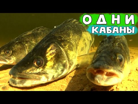 Видео: самые лучшие кадры судаки на каменных грядах. Подводная охота