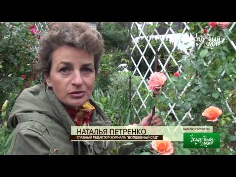 Видео: Надежные розы для сада  Сорт Априкола. Сайт "Садовый мир"