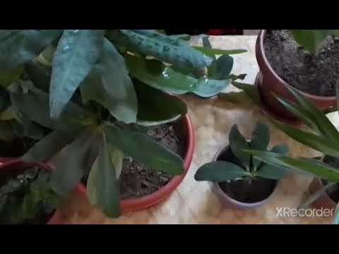 Видео: ОНА МЕХРИ ГУЛИ