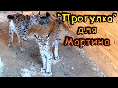 Видео: ПРОГУЛОЧНАЯ ЗОНА ДЛЯ ДИКОЙ РЫСИ