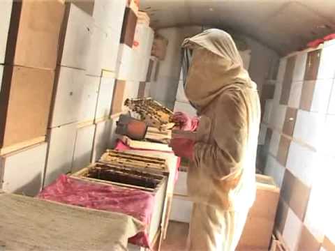 Видео: Пчеловодство в павильонах - Можейко (полная версия)