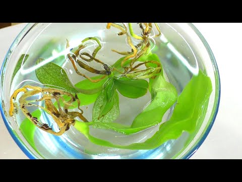 Видео: Салат из листьев орхидеи. Реанимация орхидей из почтовой посылки ... Часть 1.