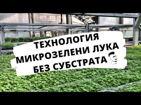 Видео: Микрозелень Технология  выращивания Лук