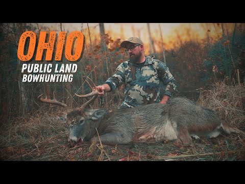 Видео: Охота с луком на белохвостых оленей в общественных землях Огайо