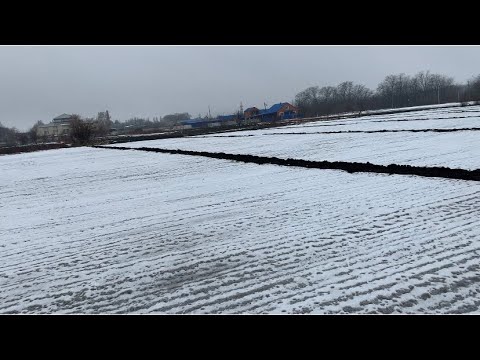 Видео: Выращивание сладкого гороха