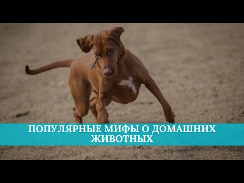 Видео: Популярные мифы о домашних животных