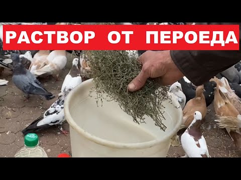 Видео: Избавляемся от пероеда у голубей