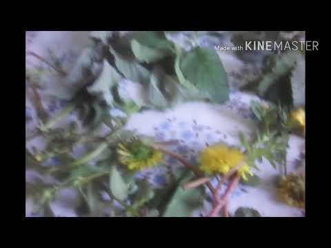 Видео: Сушим цветущий ПОРТУЛАК и др.травы в конце лета!