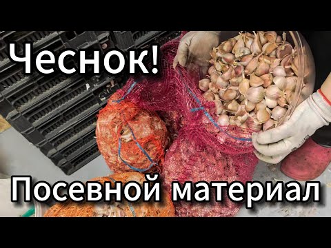 Видео: 😍❤👍  Подготовка Посевного материала. Самодельная дробилка! #чеснок  @Serverokchannel  #vlog 🍓🍒