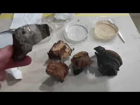 Видео: Триходерма с Трутовика ч.1