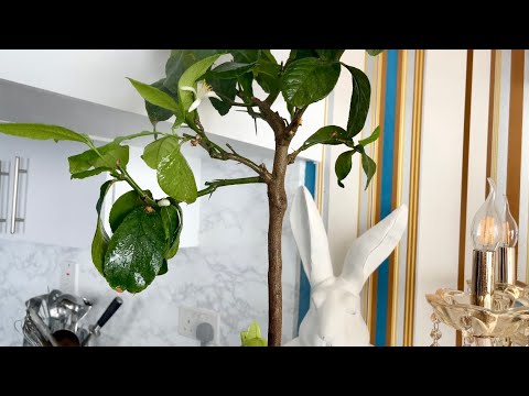 Видео: Влог Ежедневная суета дикий жор после бассейна,лимон зацвёл,зашли в библиотеку и на вечернее..