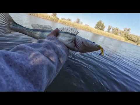 Видео: Гниловской канал. В какое время удобней ловить. 