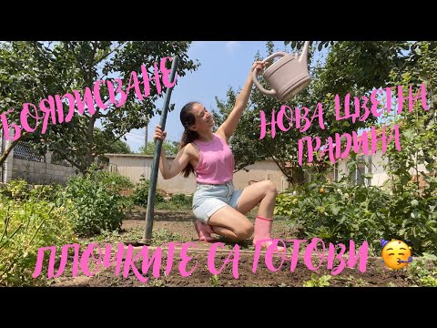 Видео: РЕМОНТ НА СЕЛО 🛠️|| ПЛОЧКИТЕ СА ЗАВЪРШЕНИ || БОЯДИСВАМЕ 🎨|| ЦВЕТНА ГРАДИНА 💐