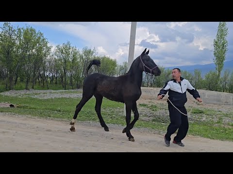 Видео: Беларусиядан келди тай тел:+996 220 049 392