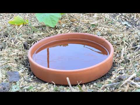 Видео: Ефективний полив та економія води в саду: ...