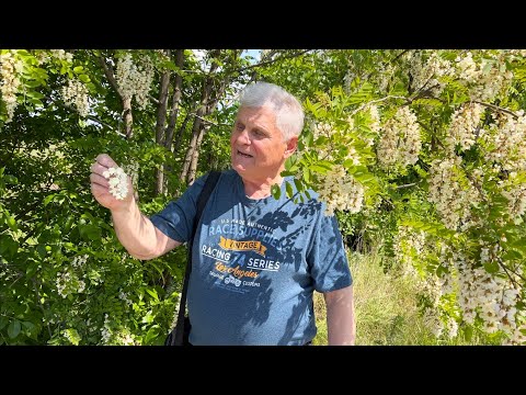 Видео: БЕЛАЯ АКАЦИЯ