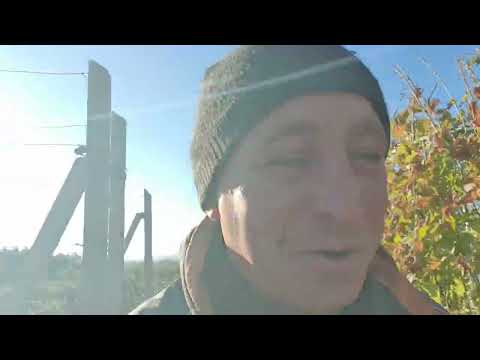 Видео: Про чубуки винограду .Багато і дешево. 